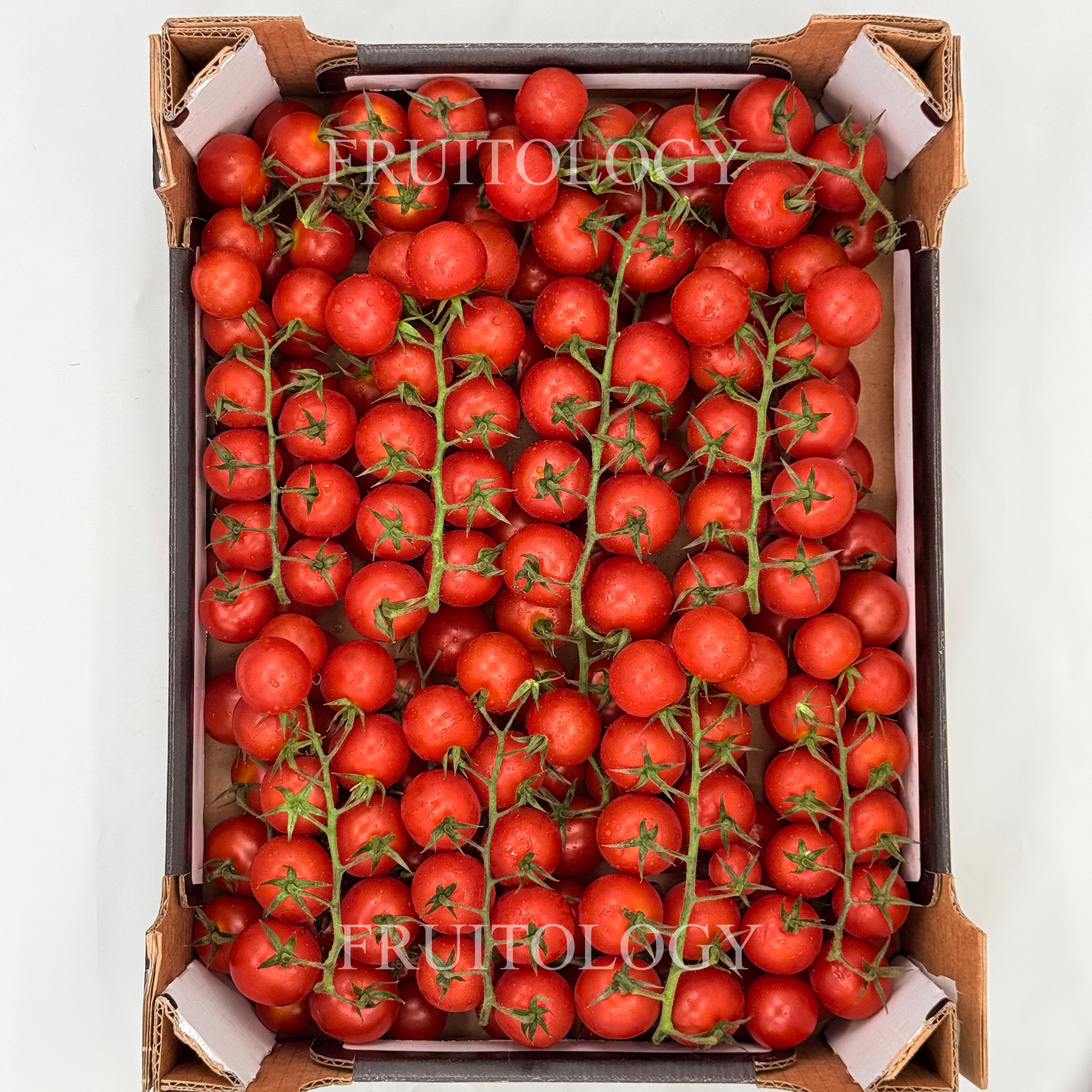 Holland Cherry Tomato