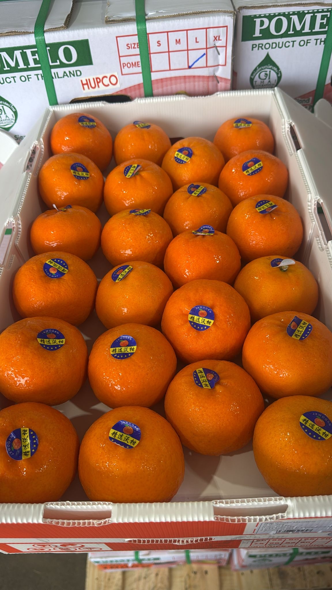China Wogan Mandarin 9KG