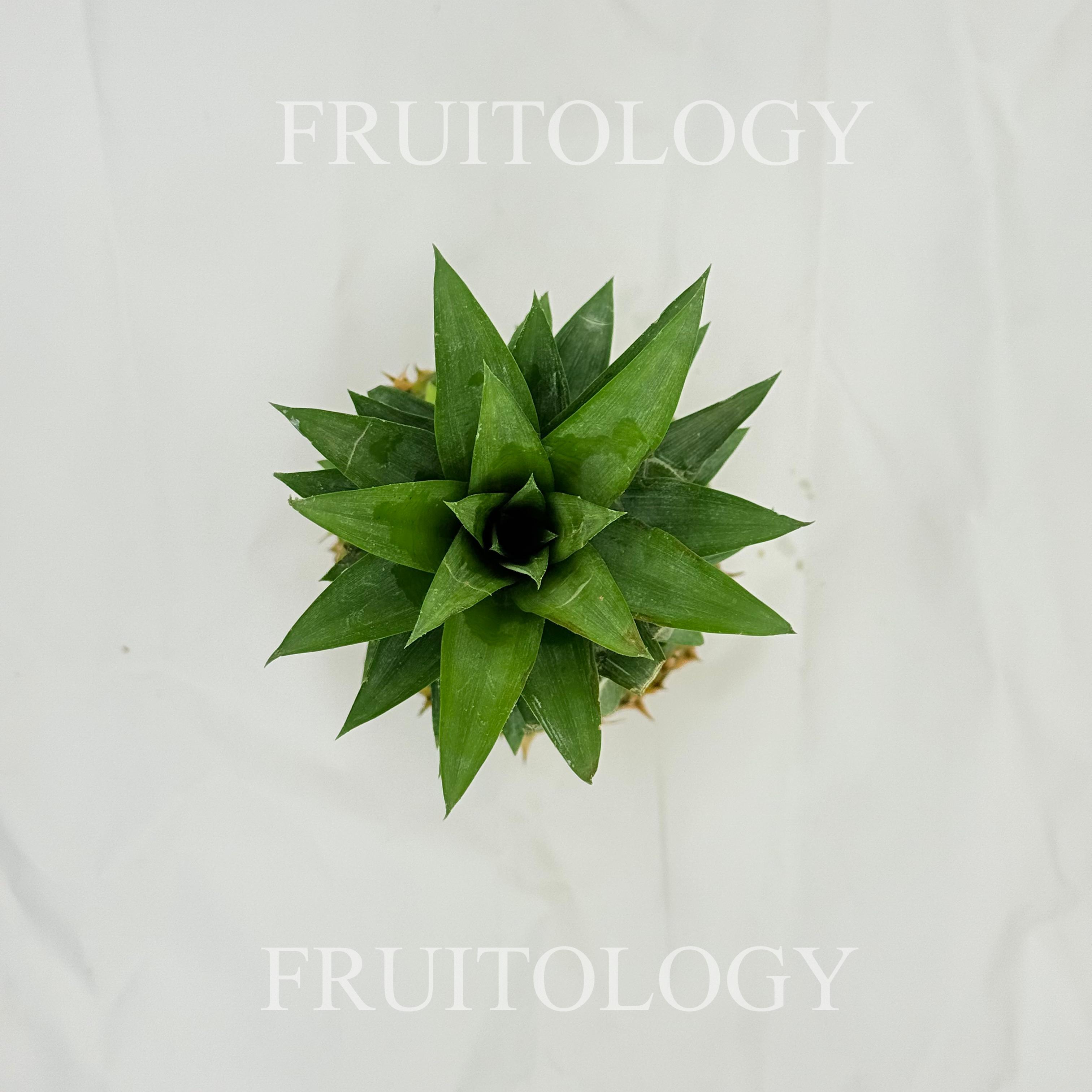 Indonesia Honey Pineapple - Image 3