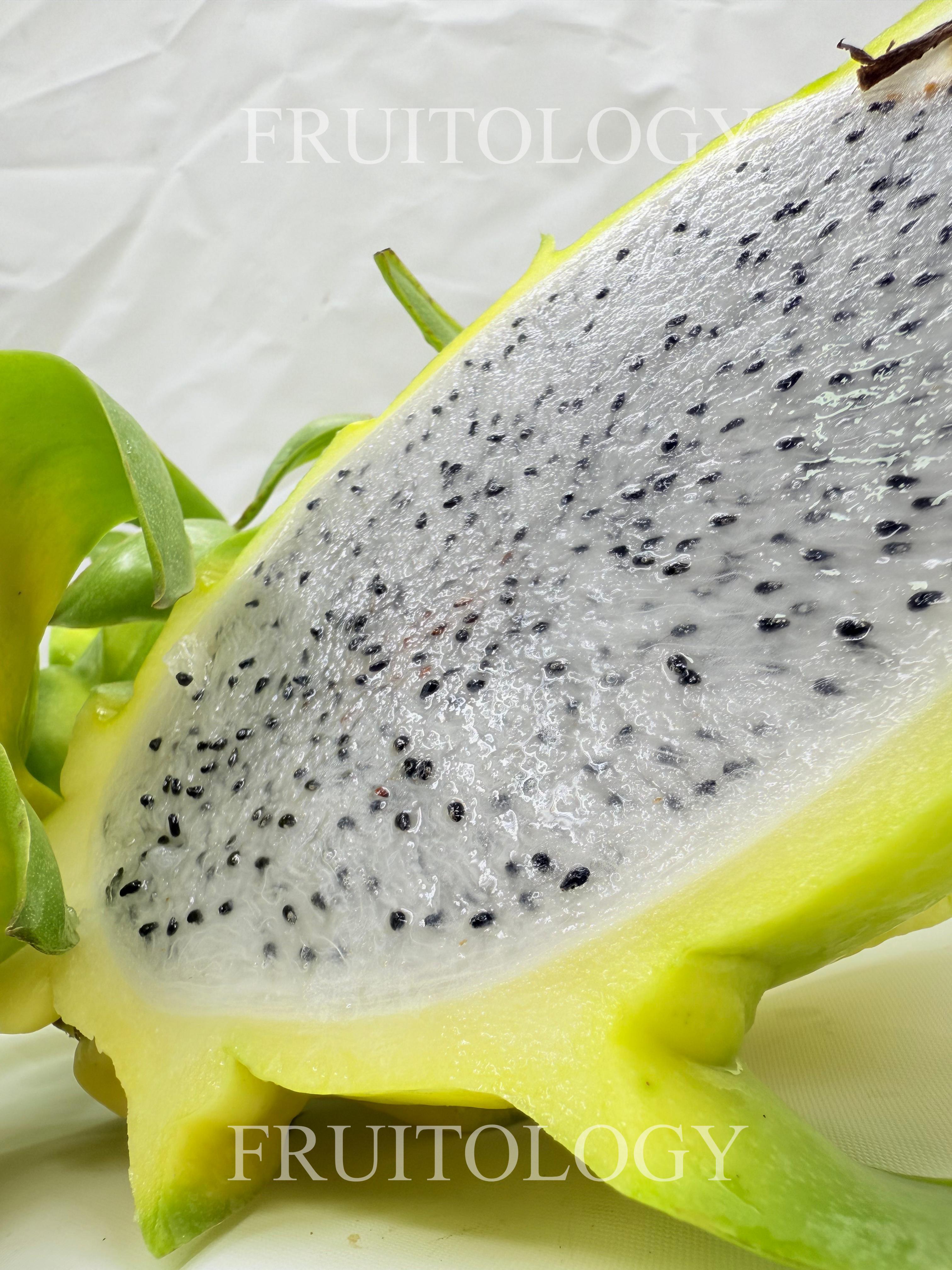 Exotic Yellow Dragon Fruit - Image 4