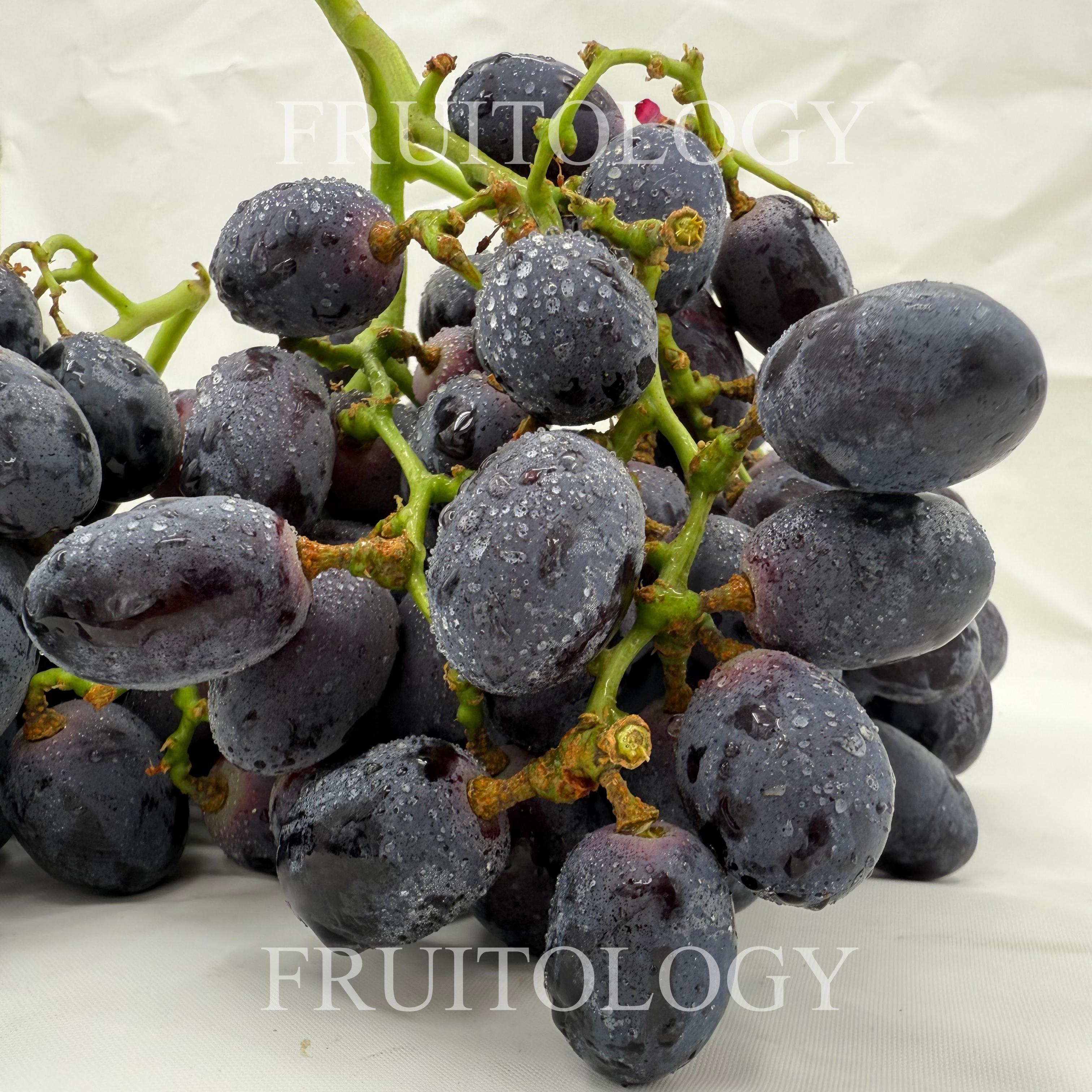 USA Autumn Royal Black SL Grapes - Image 3