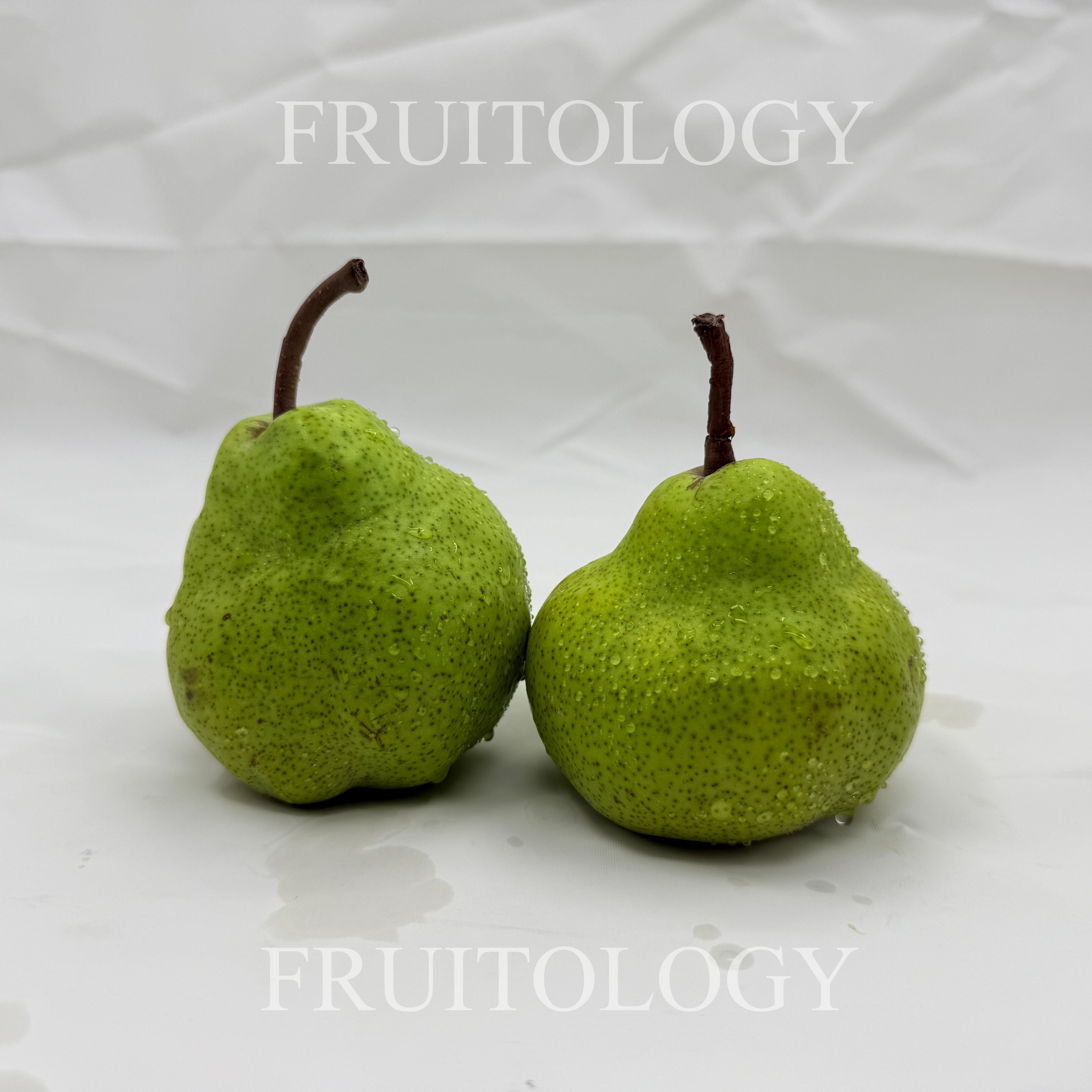 South African Packham Pear - Image 4