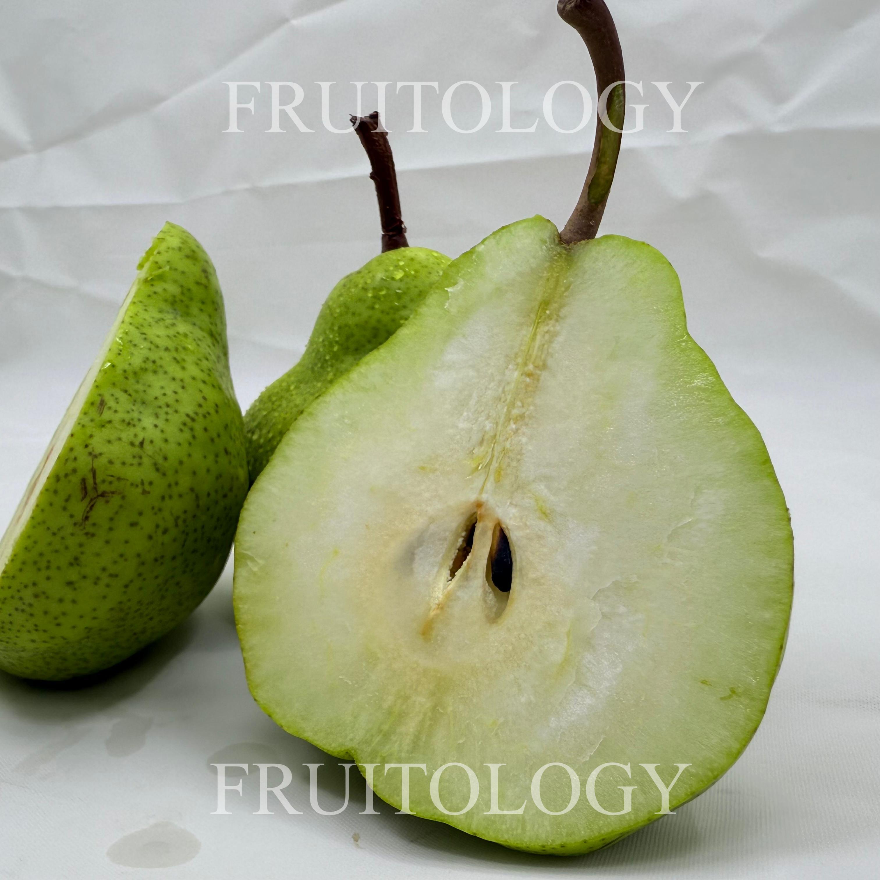 South African Packham Pear - Image 3