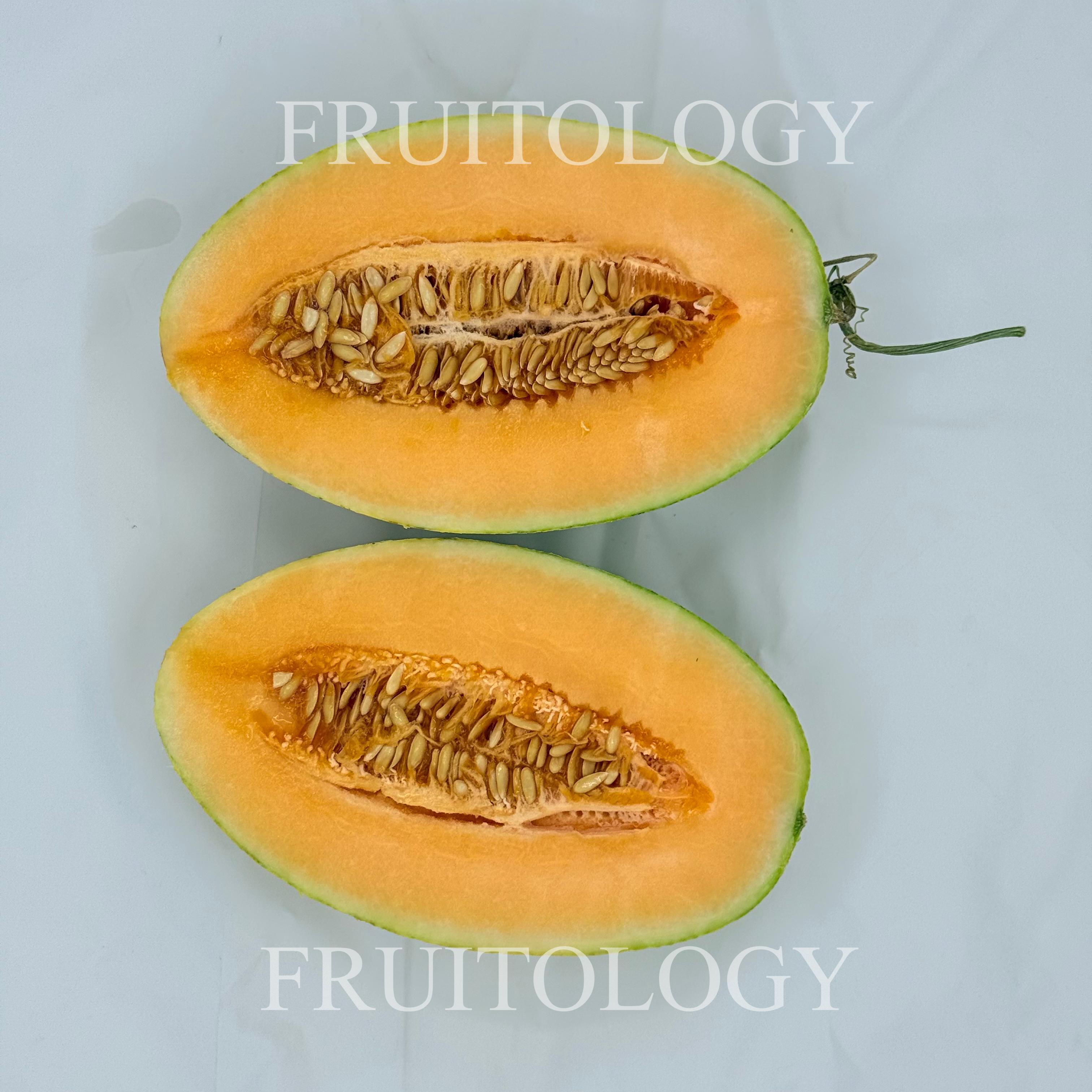 China Hami Melon - Image 2