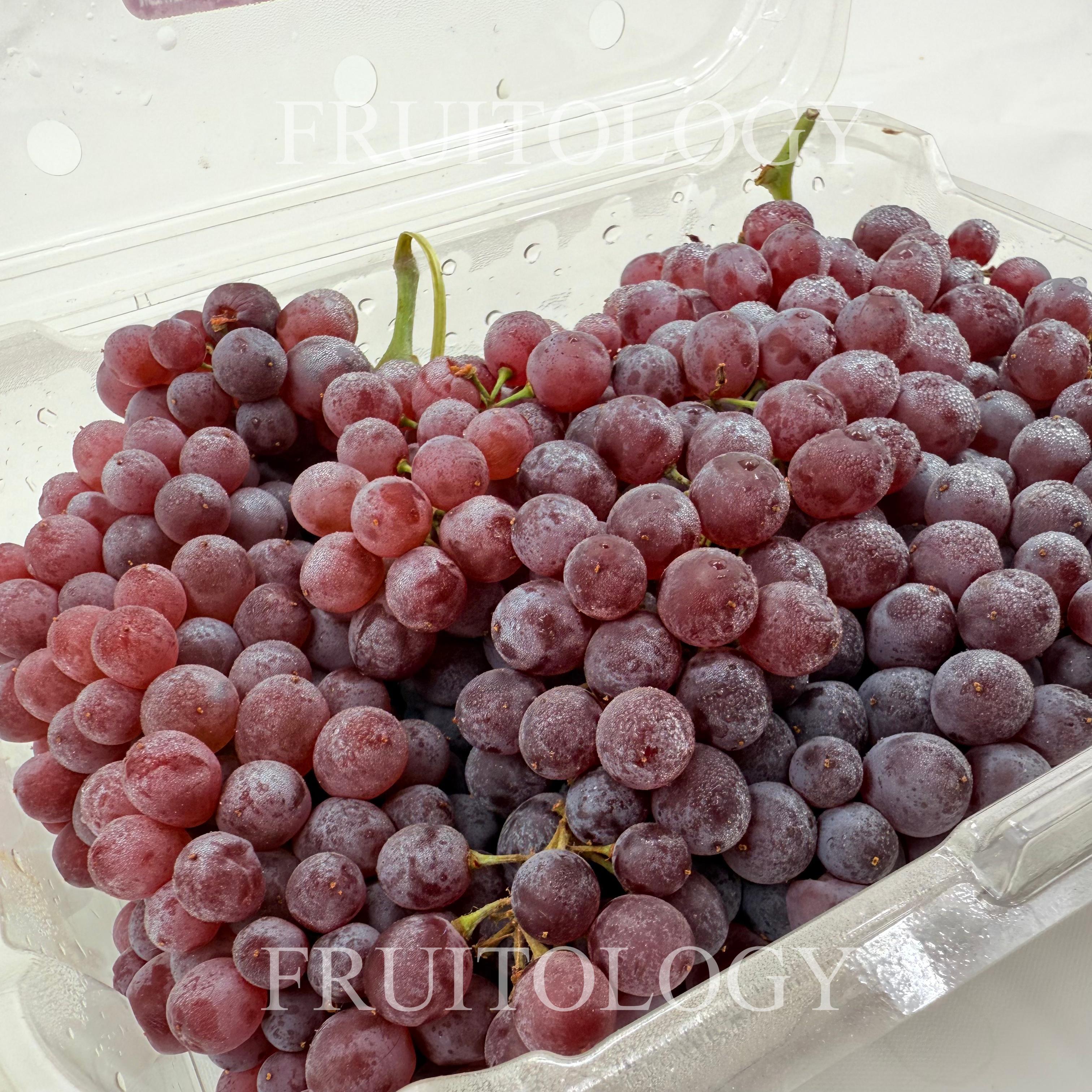 USA Champagne Grapes - Image 3