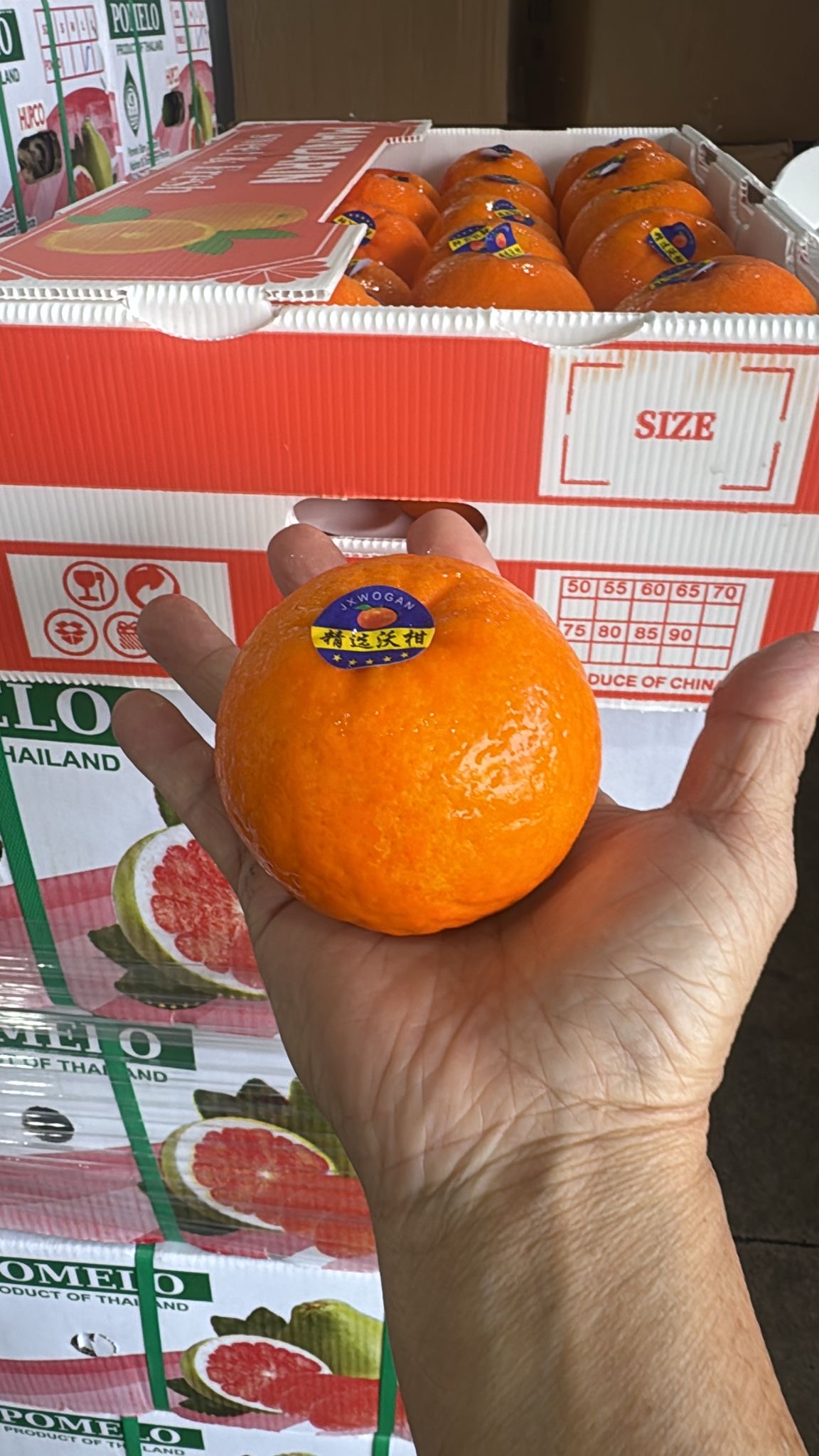 China Wogan Mandarin 9KG - Image 2